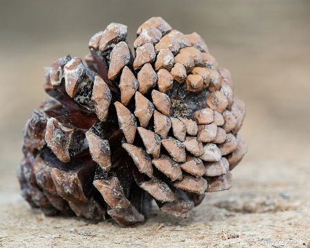Pine cone washed up on the beach