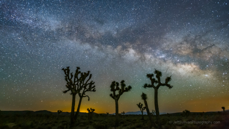 Death Valley Joshua Trees At Night