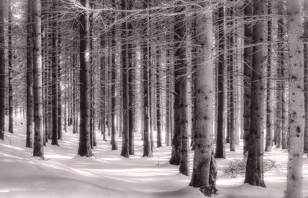 Winter Forest