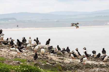 Puffin Come Along