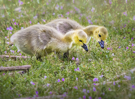 Flowers with Canada Gosling