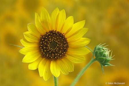 Wild Sunflower