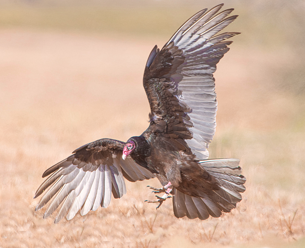 Turkey Vulture Sticks Landing