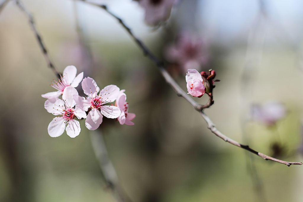 Lovely Little Flowers