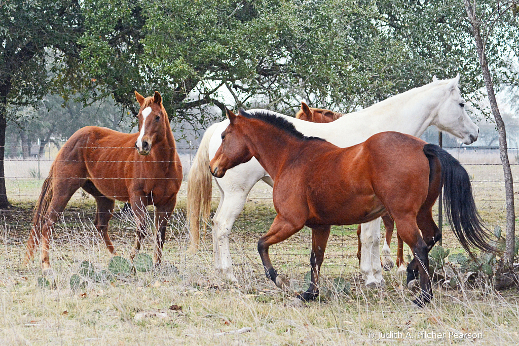 meeting the neighbors...... 