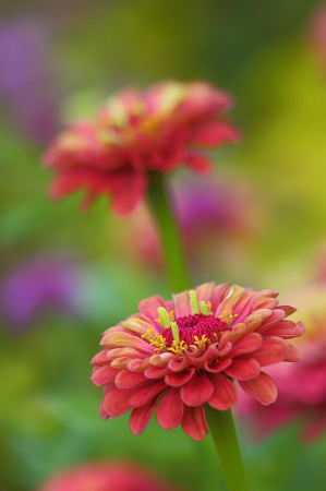 Beautiful Zinnia