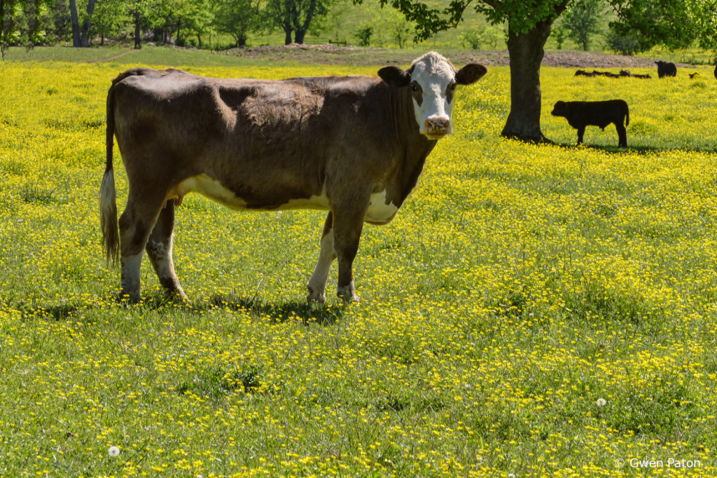 Colorful Pasture