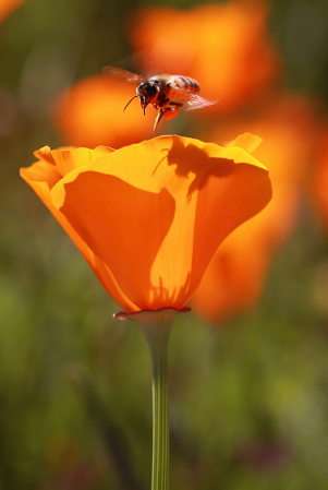 Final Landing