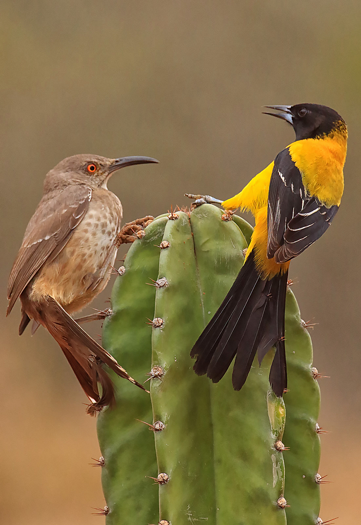 Bird Fight