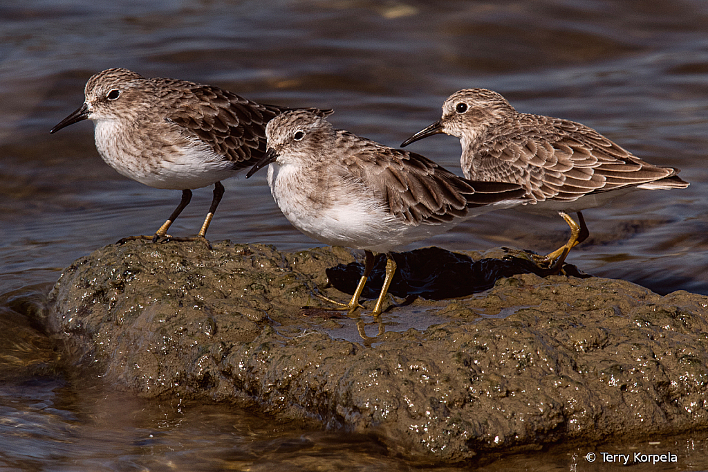 Trio of Least Sandpipers