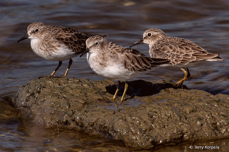 Trio of Least Sandpipers