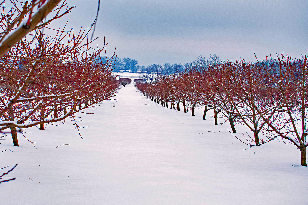 Wintertime in the Orchard