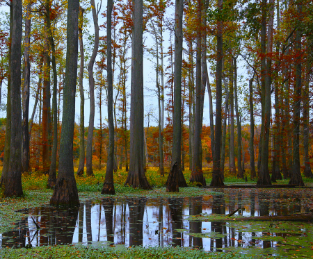 Cypress Forest in the Fall