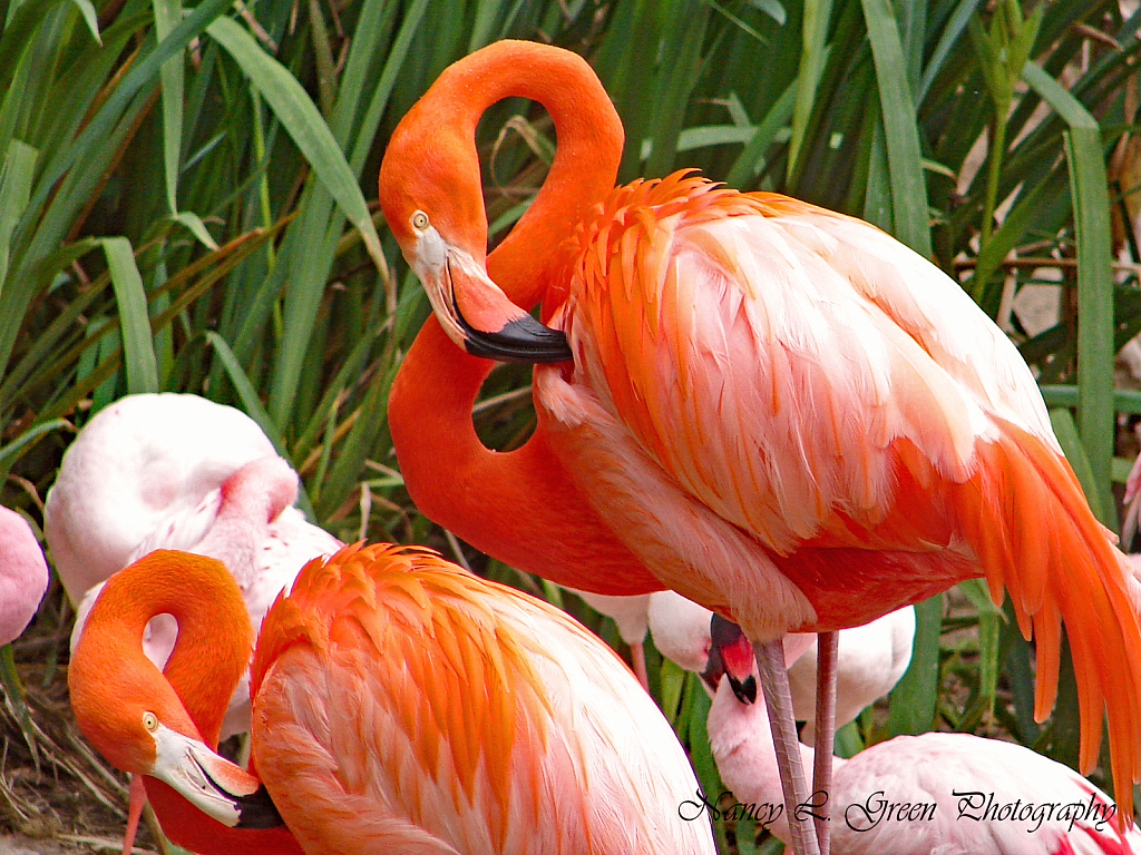 Preening