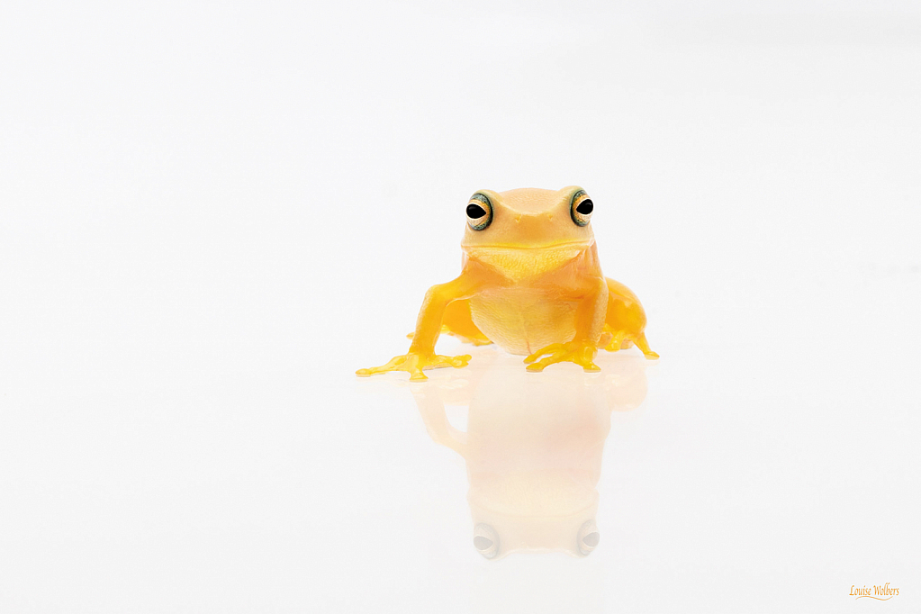 Dainty Tree Frog