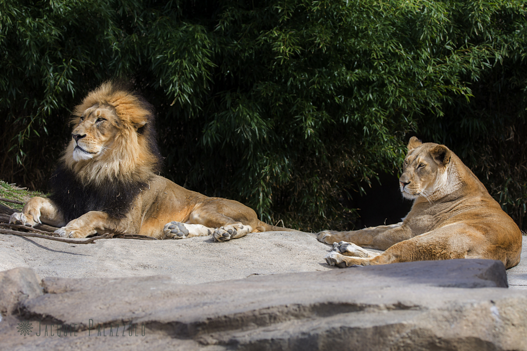 African Lions - ID: 15900274 © Jacquie Palazzolo