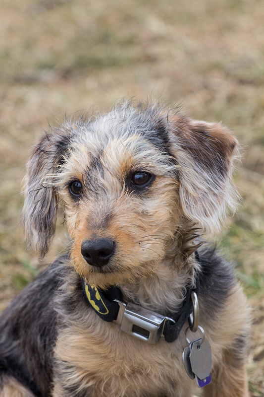 Dachshund + Yorkshire Terrier = Dorkie 