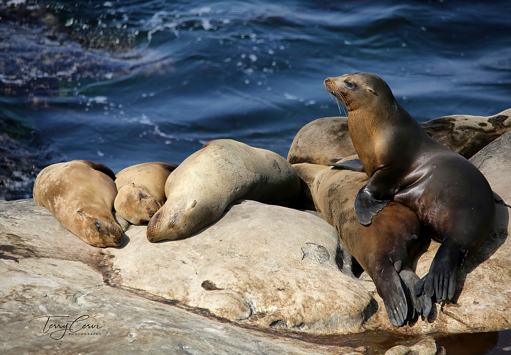 Sea Lions of La Jolla