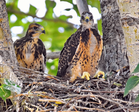 Young Swainson's Hawks