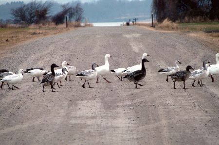 Why Did The Geese Cross The Road?