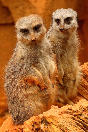 Meerkats