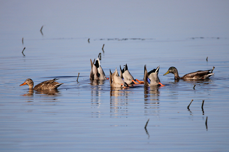 Mallards