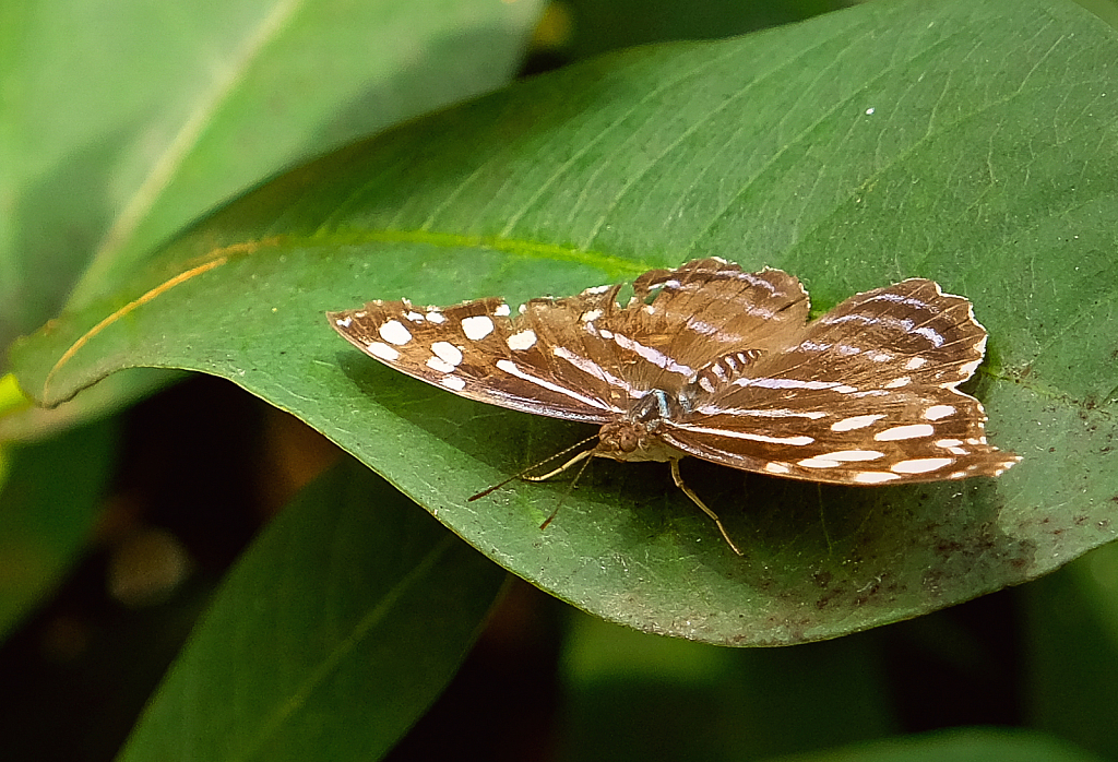 Butterfly resting 