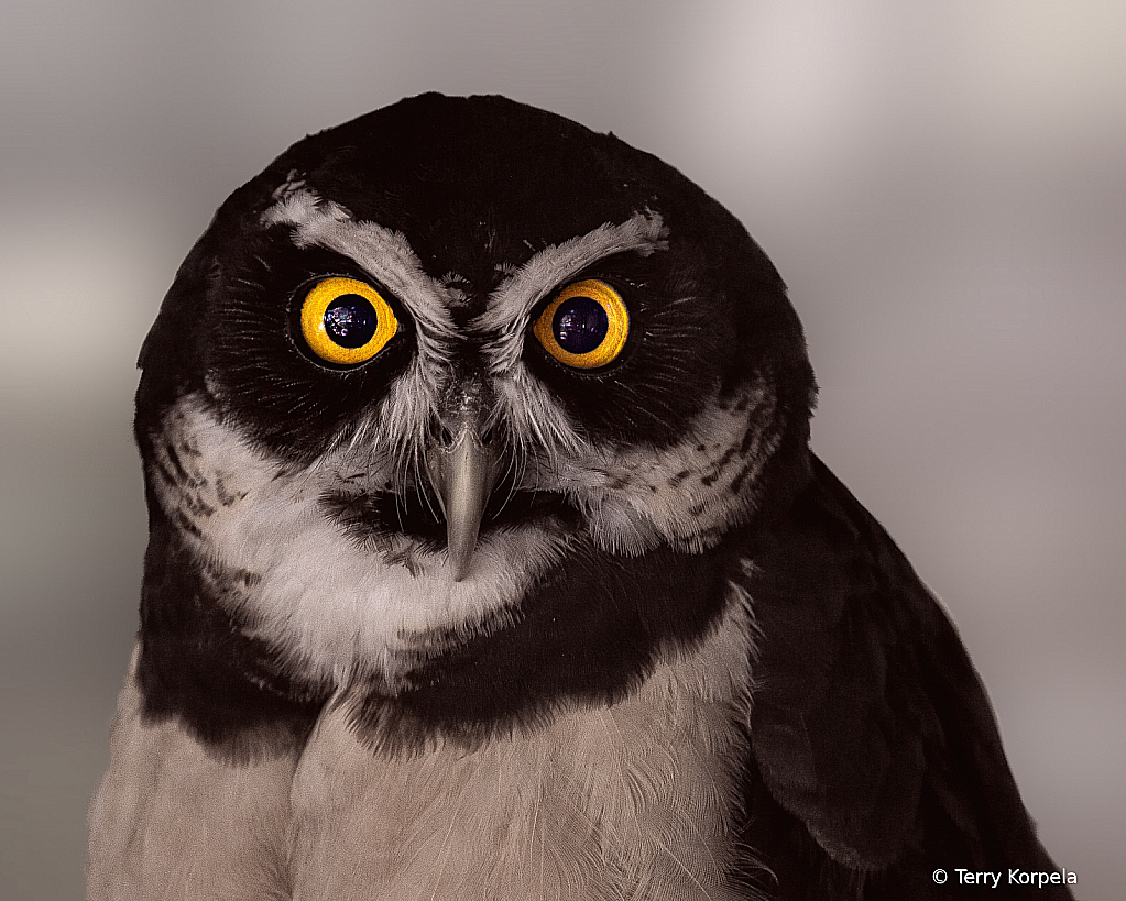 Spectacled Owl - ID: 15900436 © Terry Korpela