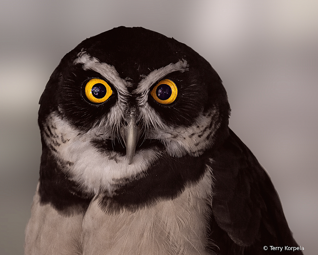 Spectacled Owl