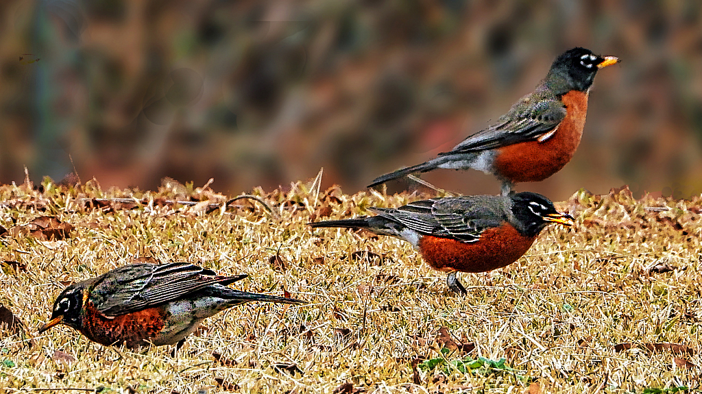 Robins - ID: 15900443 © Janet Criswell