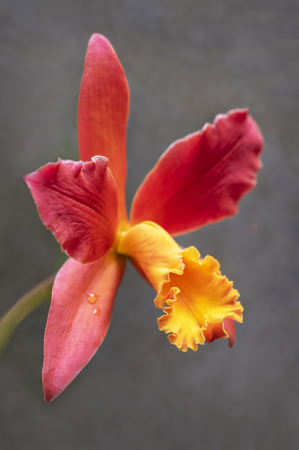 Colorful Orchid  