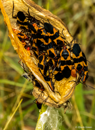 The Milkweed Family