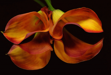 Cala Lilies Reflection