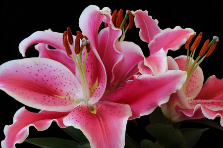 Lilies