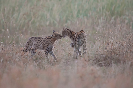 Two Serval Cats