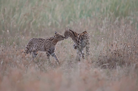 Two Serval Cats