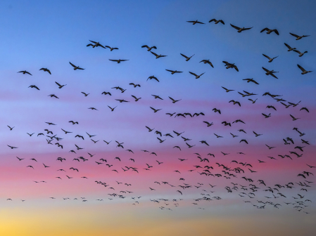 Sunset Flight  