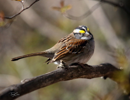 White-throated Sparrow