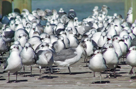 The Birds