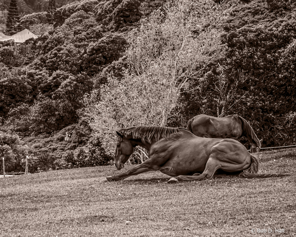 Horse On A Hill