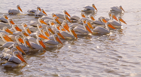 A large Community of Pelicans