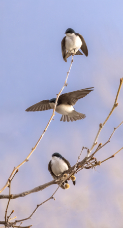 Japanize crop of Tree Sparrows