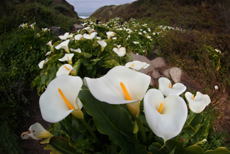 Calla lily valley, California