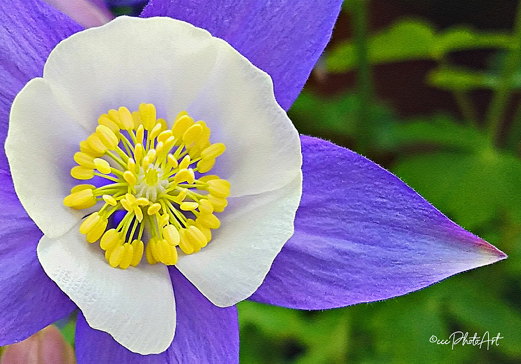 Grape Columbine