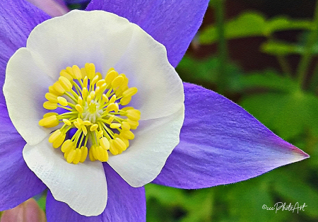 Grape Columbine