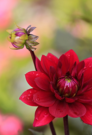 Red Dahlia and Bud