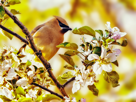 Spring