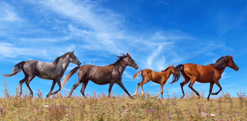 Galloping on the highlands.