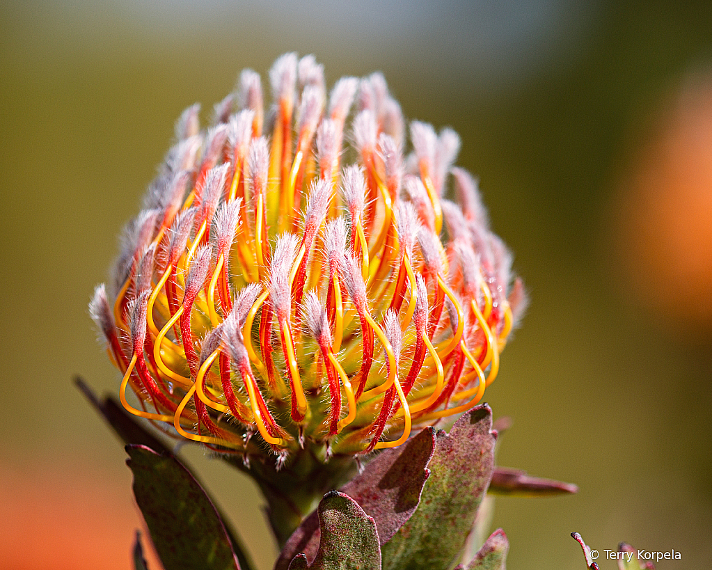 Santa Cruz Botanical Garden - ID: 15900820 © Terry Korpela