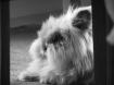 Queen Nala